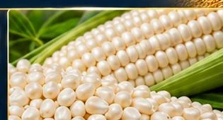White Corn