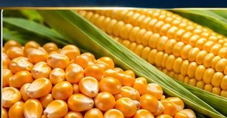 Yellow Corn